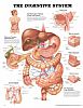 Affisch The Digestive System 50x60cm, papper

Shows oral cavity, glands, stomach, liver, pancreas and duodenum. Provides cross sections of wall of the stomach, the jejunum and the colon. Also illustrates arterial supply.
Anatomiska planscher i finaste tryck!


