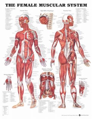 The Muscular System Female