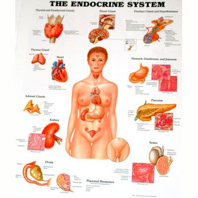 The Endocrine System 50x65cm