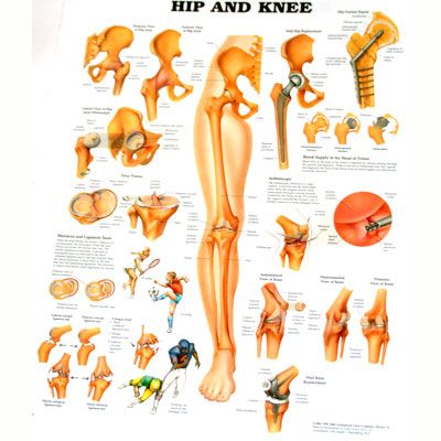 Hip and Knee
