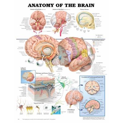 Anatomy of the Brain Anatomical Chart - hjrnanatomi affisch 50x65cm laminerad