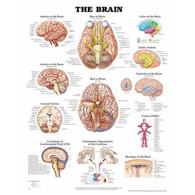 The Brain Anatomical Chart - hjrnan affisch 50x65cm laminerad