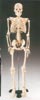 Anatomisk modell skelett 85 cm hg i plast inklusive stativ