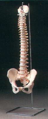 Anatomisk modell ryggrad med bcken inklusive diskbrck p stativ
