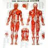 The Muscular System storlek 27x35cm papper