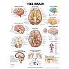 The Brain Anatomical Chart - hjrnan affisch 50x65cm laminerad