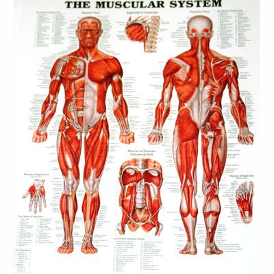 The Muscular System storlek 27x35cm inplastad